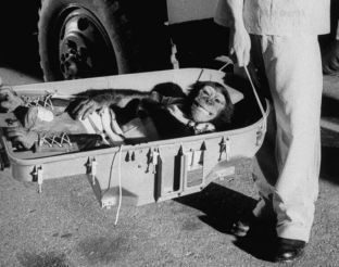 Ham, o chimpanzé, retorna à Terra após seu passeio histórico de 16 minutos pelo espaço em 1961