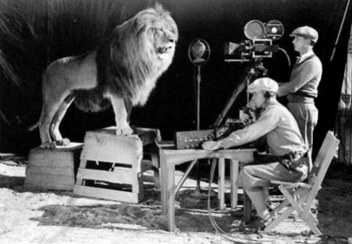 Um câmera gravando o rugido do leão para a vinheta da MGM