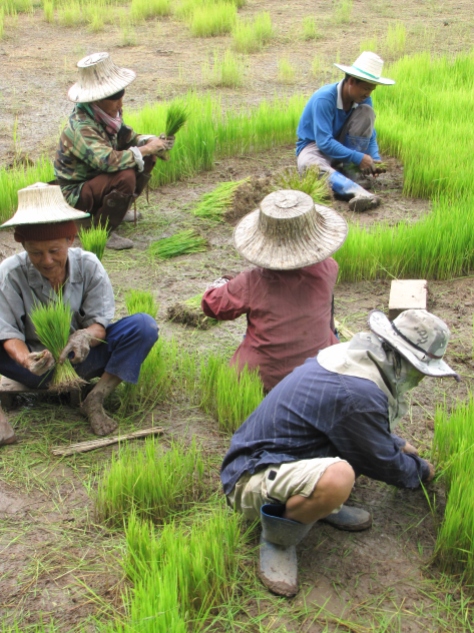 Familia replantando arroz na Tailandia (Charles Zimmermann)